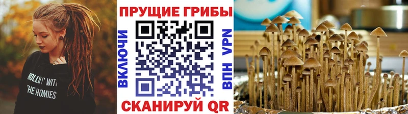 Псилоцибиновые грибы ЛСД  даркнет сайт  Шацк 